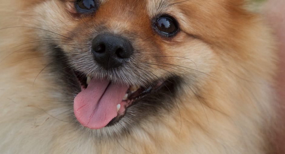 Basics Of Pomeranian Care