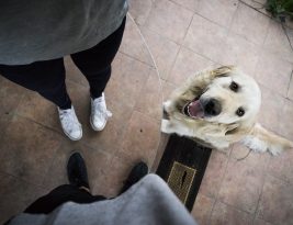 Pet FAQ – Which Pet Should I Choose?