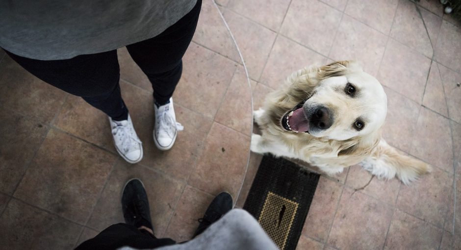 Pet FAQ - Which Pet Should I Choose