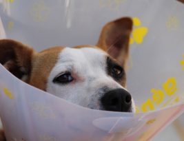 Prudence is the best policy.