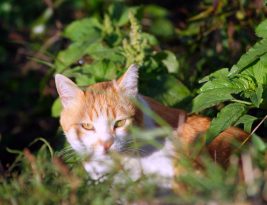 We are responsible for those we have tamed.